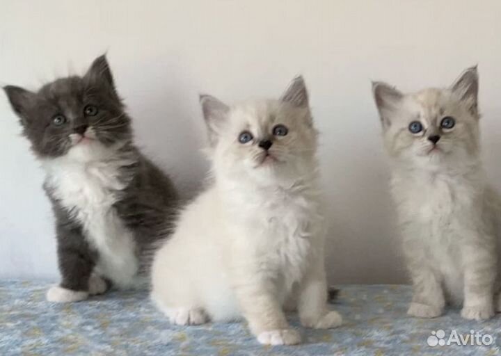 Сибирские котята