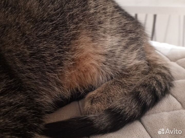 Домашние животные