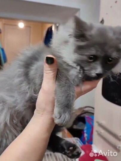 Серебристые дымчатые котята в добрые руки