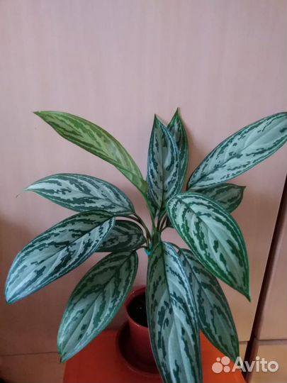 Комнатные растения