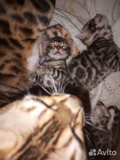 Бенгальские котята