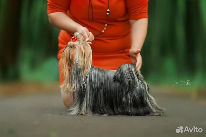 Йоркширский терьер