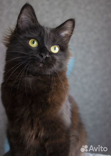 Девочка манчкин long