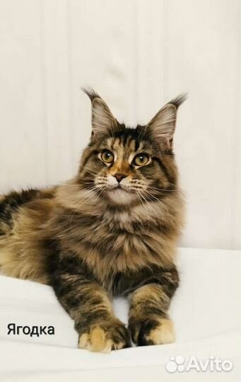 Мейн-кун N/N сертификат, Ягодка, f22