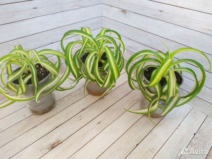Хлорофитум кудрявый Бонни комнатные растения
