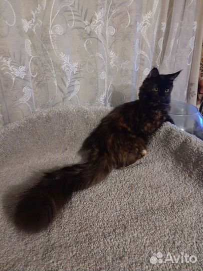 Котята мейн-кун