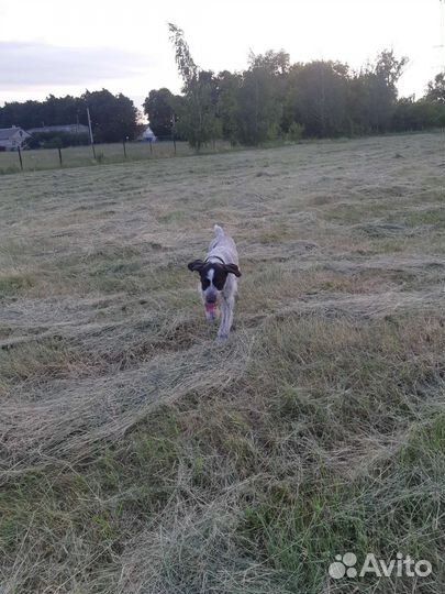 Курцхаар вязка(дратхаар)