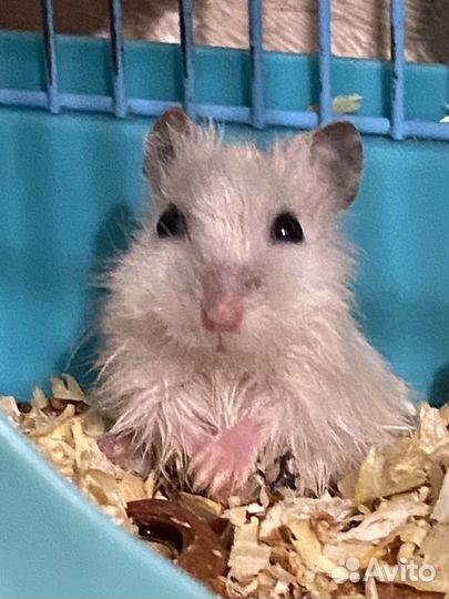 Джунгарский хомяк