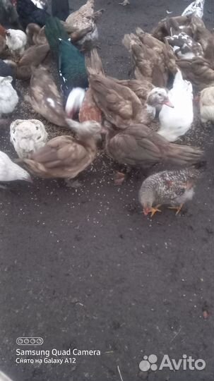 Мускусные утки индоутки индоутята