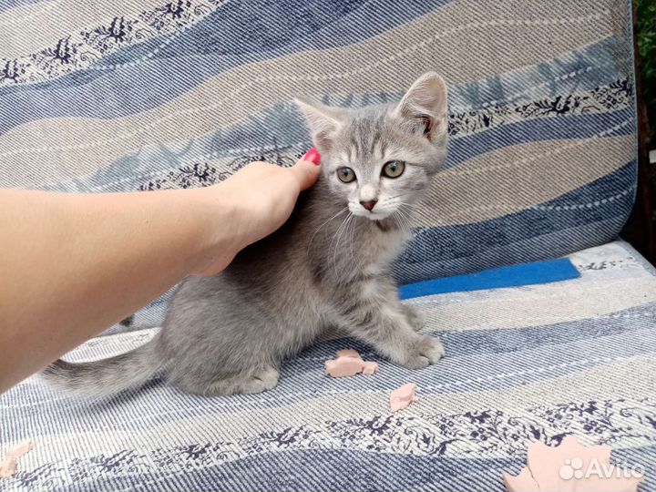 Котята в добрые руки бесплатно