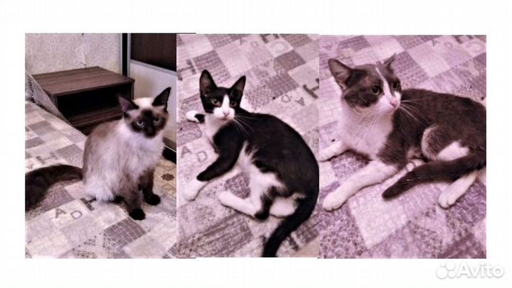 Отдам котиков подростков. Кастрированы