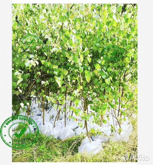 Саженцы Ели Сосны Берёзы