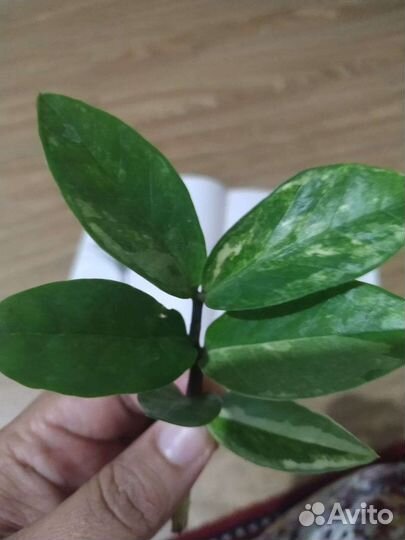 Замиокулькас замифолия вариегатний