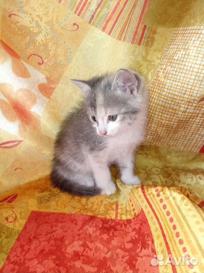 Трехцветные котята- кошечки с доставкой