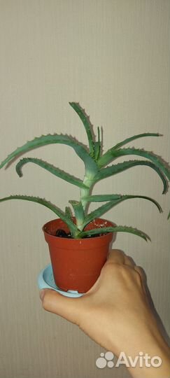 Алоэ лечебный столетник