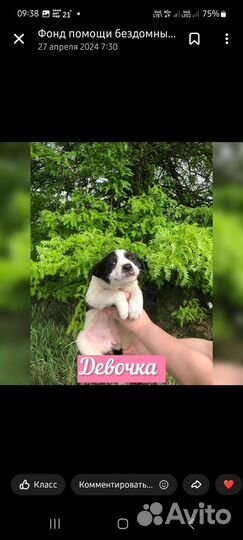 Щенок в добрые руки