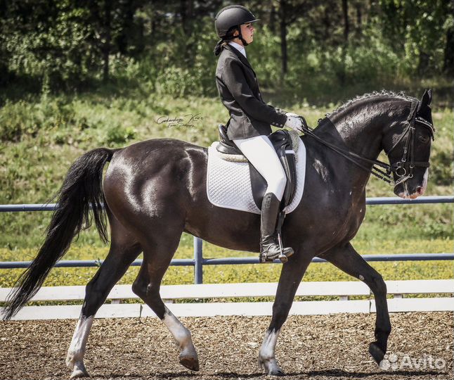 Предлагаю услуги тренера-берейтора по выездке