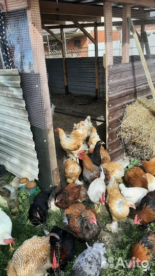 Куры Брама палевые