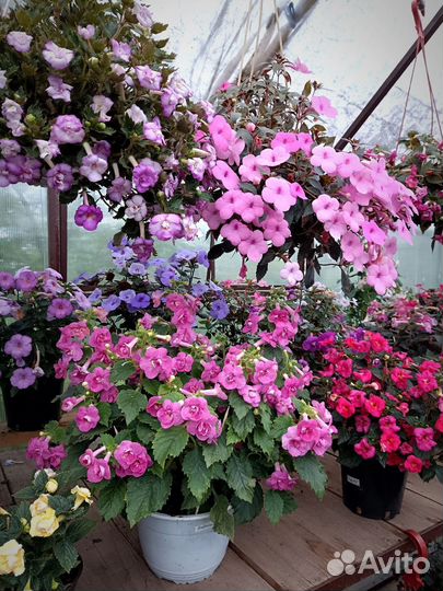 Ризомы ахименесов