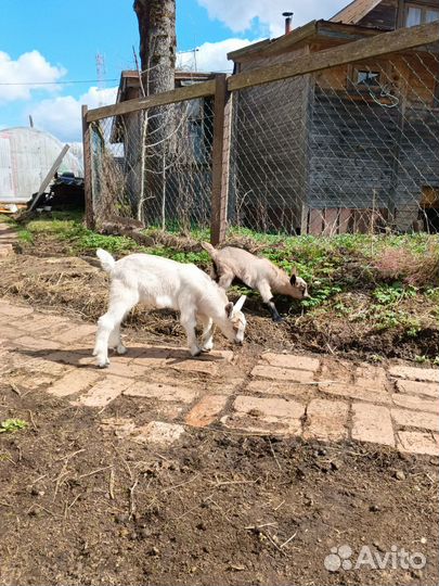 Альпийские козлята