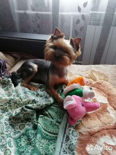 Йоркширский терьер вязка мальчик