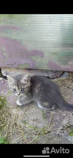 Котенок бесплатно