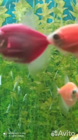 Аквариумные рыбки