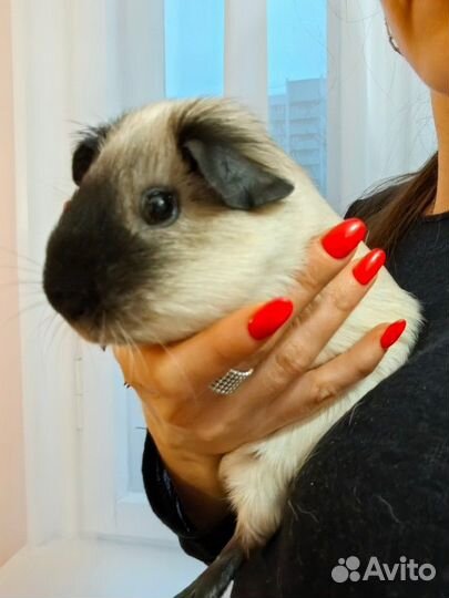 Морские свинки Калифорния