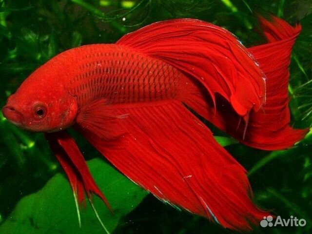 Рыбка Петушок