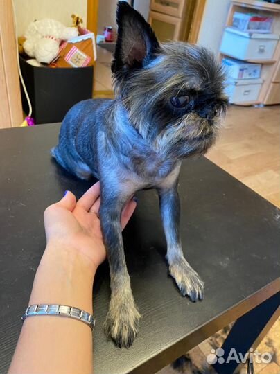 Грумер на мжк