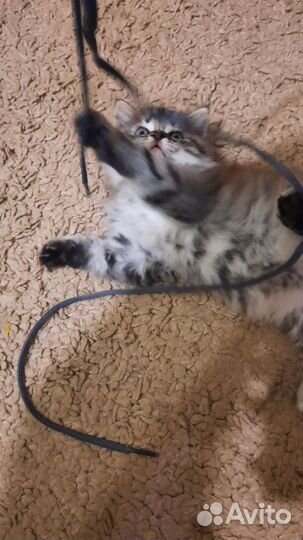 Которебенок в добрые руки