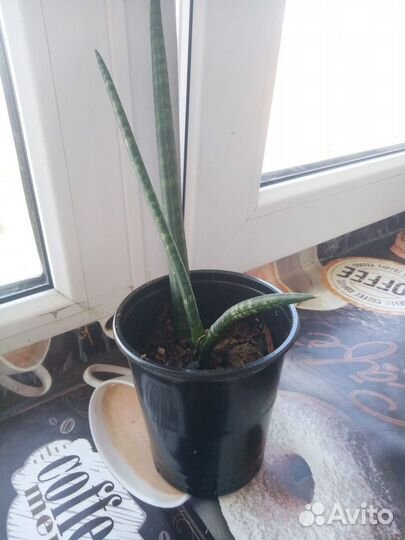 Сансевиерия цилиндрика экзот