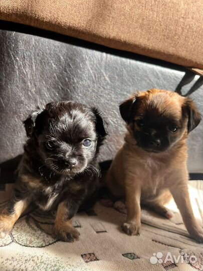 Щенки чихуахуа