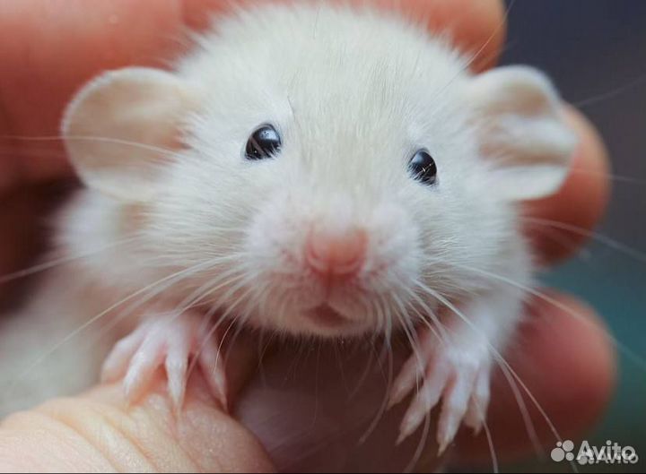 Две Крысы Дамбо