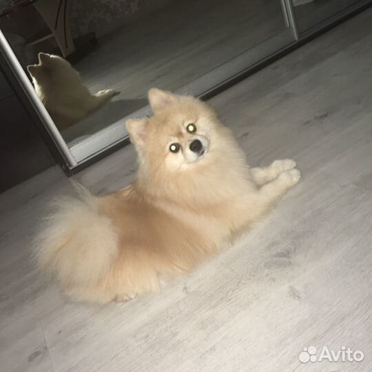 Вязка Малый немецкий шпиц