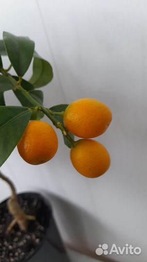 Кумкват сорт Маргарита