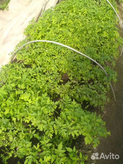 Рассада перцев и помидор