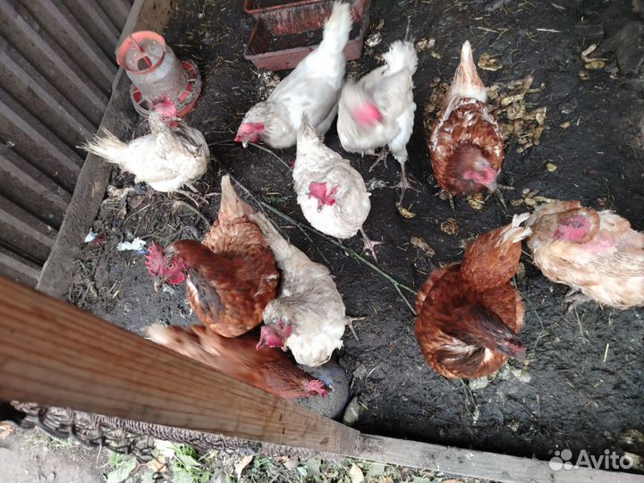 Куры несушки