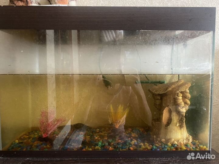 Аквариум с тритонами