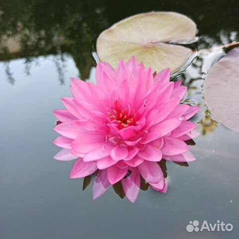 Нимфеи,кувшинки,лотосы,эйхорхию и другие растения