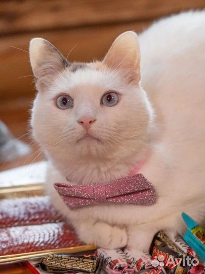 Ох уж эта Морошка