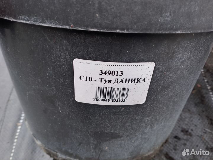Туя Даника 349013 сч