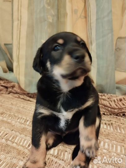 Собака в добрые руки щенок. Метис левретки