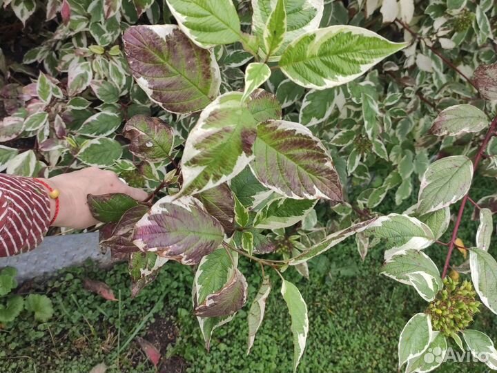 Саженцы дерен белый