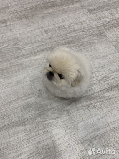 Собаки щенки Пекинес