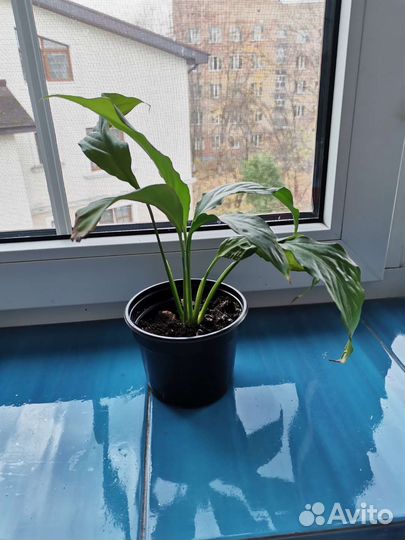 Спатифиллум или женское счастье