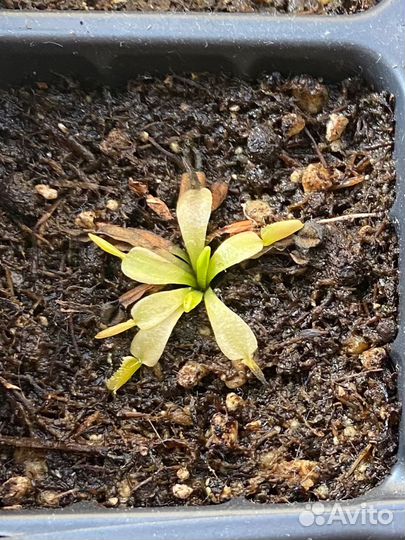 Хищные растения