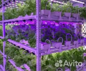 Фитолампа для микрозелени и растений