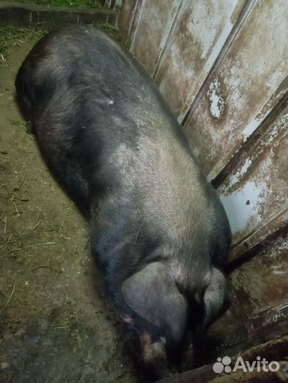 Хряк породы Дюрок