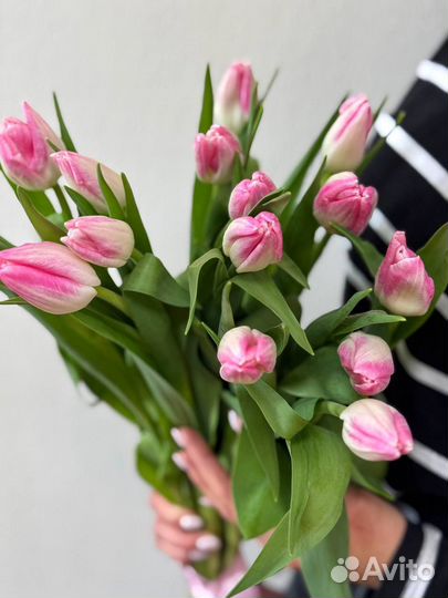 Тюльпаны премиум качество бело-розовый в наличии